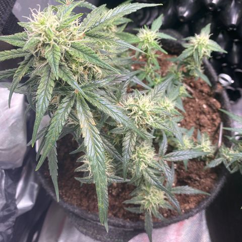 Red Mimosa XL Auto growlog timeline photo