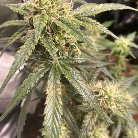 Red Mimosa XL Auto growlog timeline photo