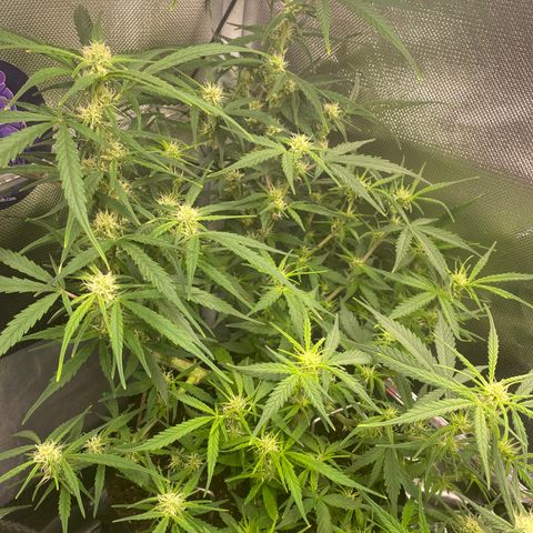 French Macaron growlog timeline photo