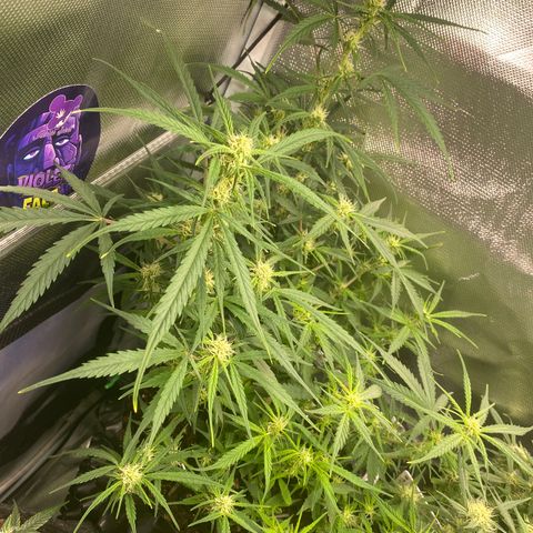 French Macaron growlog timeline photo