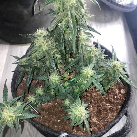 Red Mimosa XL Auto growlog timeline photo