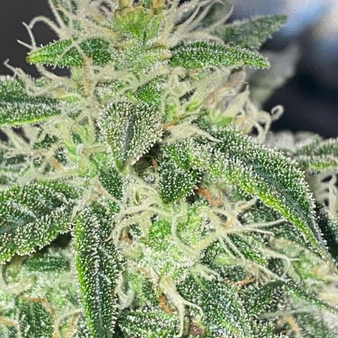 Red Mimosa XL Auto growlog timeline photo