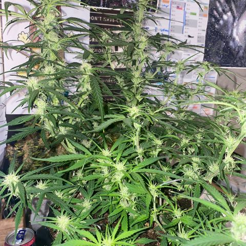 French Macaron growlog timeline photo