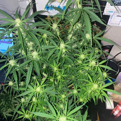 French Macaron growlog timeline photo