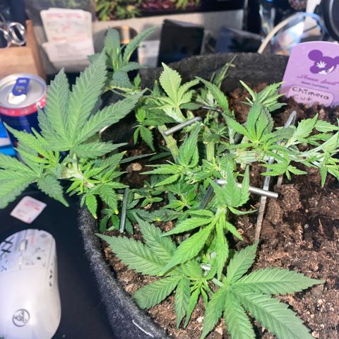 Chimera Cut growlog timeline photo
