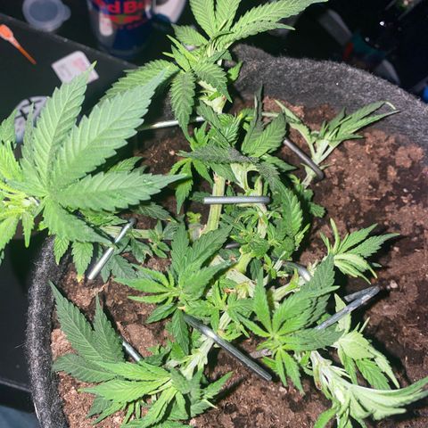Chimera Cut growlog timeline photo