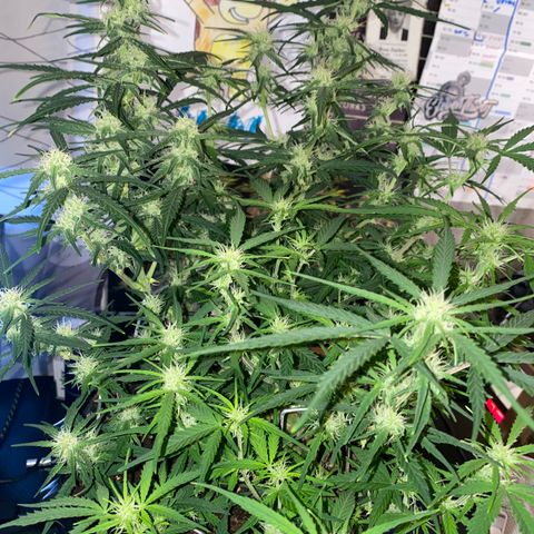 French Macaron growlog timeline photo