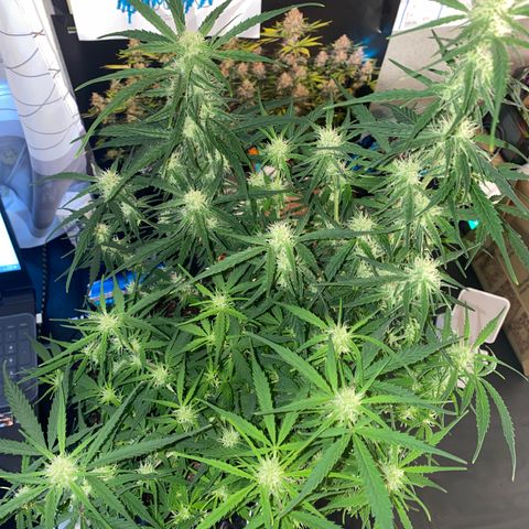 French Macaron growlog timeline photo