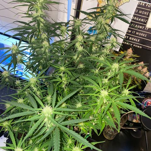 French Macaron growlog timeline photo