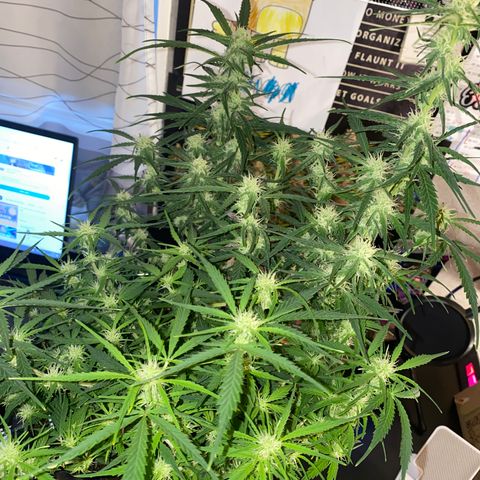 French Macaron growlog timeline photo