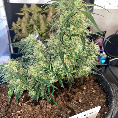 Red Mimosa XL Auto growlog timeline photo