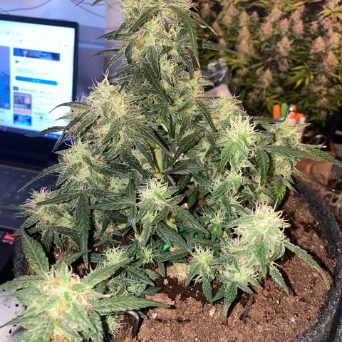 Red Mimosa XL Auto growlog timeline photo