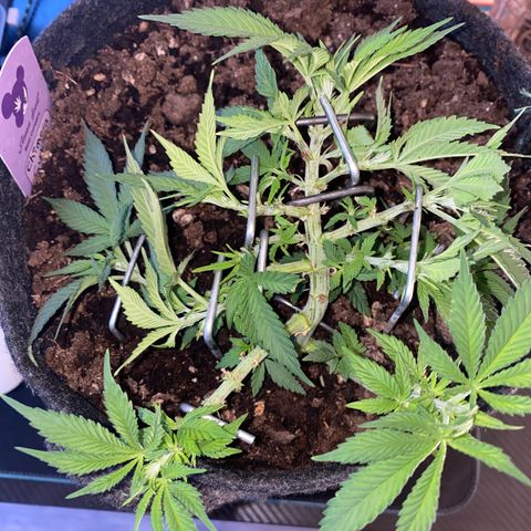 Chimera Cut growlog timeline photo