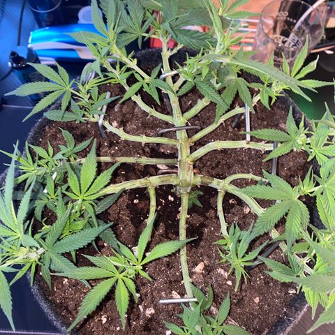 Jealousy Z XL growlog timeline photo