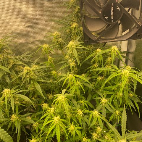 French Macaron growlog timeline photo