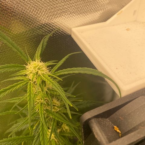 French Macaron growlog timeline photo