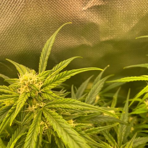 French Macaron growlog timeline photo