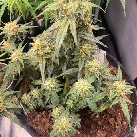 Red Mimosa XL Auto growlog timeline photo