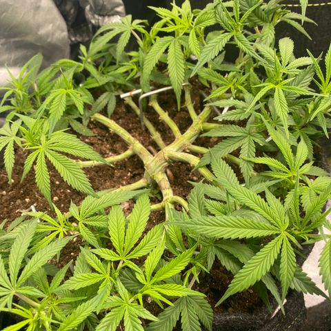 Jealousy Z XL growlog timeline photo