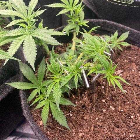 Chimera Cut growlog timeline photo
