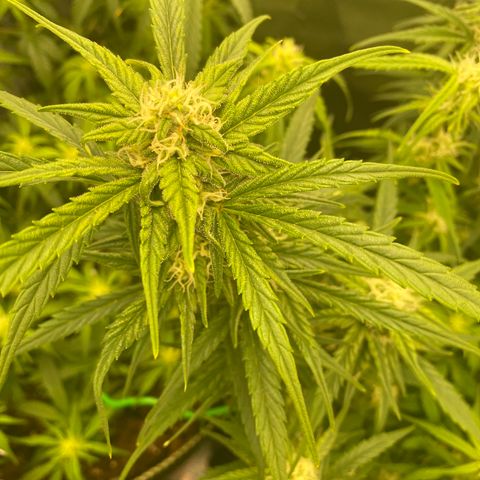 French Macaron growlog timeline photo