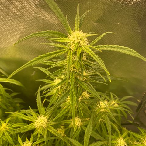 French Macaron growlog timeline photo