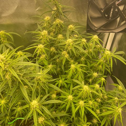 French Macaron growlog timeline photo