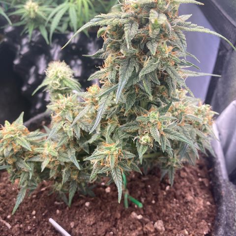 Red Mimosa XL Auto growlog timeline photo