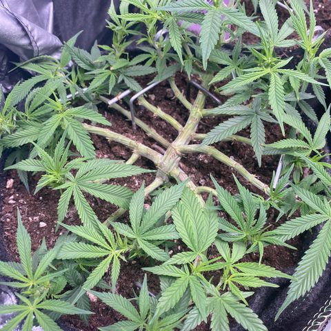 Jealousy Z XL growlog timeline photo
