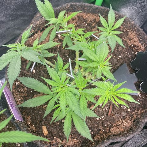 Chimera Cut growlog timeline photo