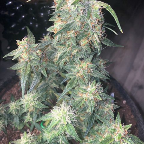 Red Mimosa XL Auto growlog timeline photo