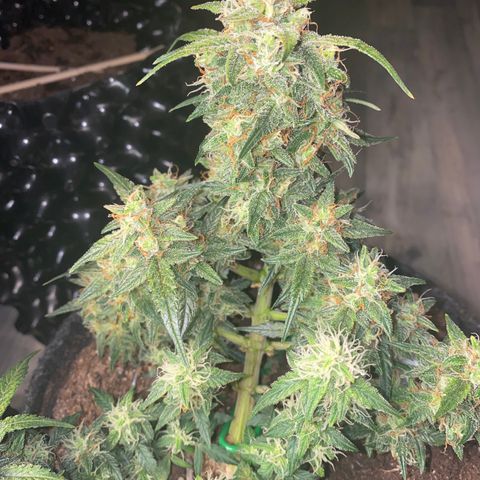 Red Mimosa XL Auto growlog timeline photo