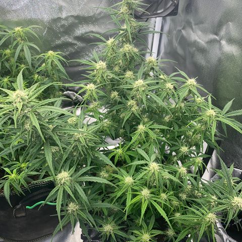 French Macaron growlog timeline photo