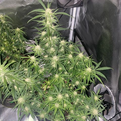 French Macaron growlog timeline photo