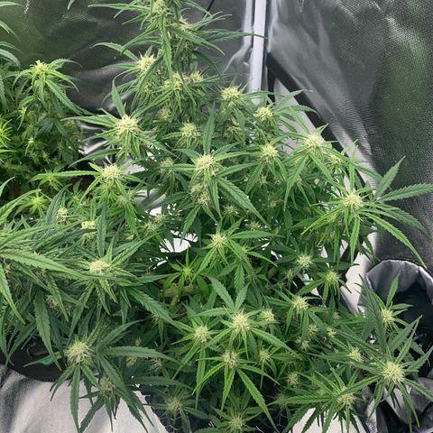 French Macaron growlog timeline photo