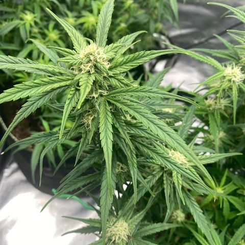 French Macaron growlog timeline photo