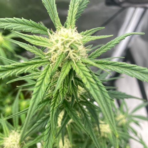 French Macaron growlog timeline photo