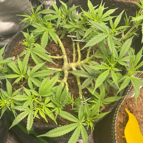 Jealousy Z XL growlog timeline photo