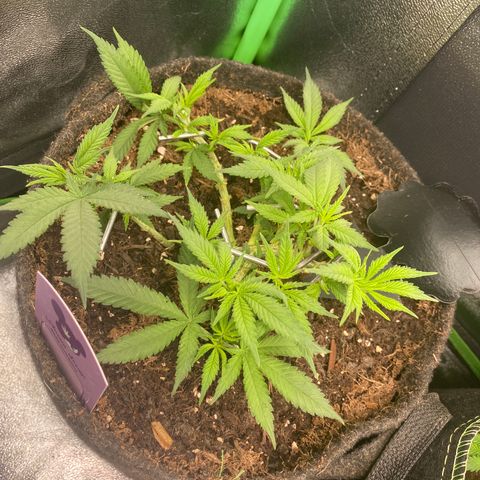 Chimera Cut growlog timeline photo