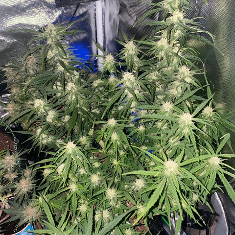 French Macaron growlog timeline photo