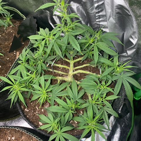 Jealousy Z XL growlog timeline photo