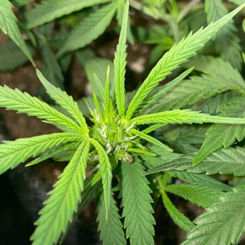 Jealousy Z XL growlog timeline photo