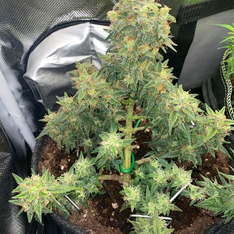 Red Mimosa XL Auto growlog timeline photo