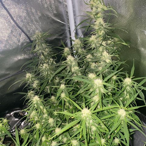 French Macaron growlog timeline photo