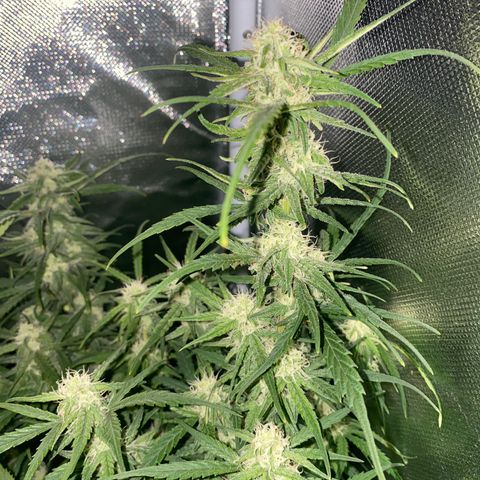 French Macaron growlog timeline photo