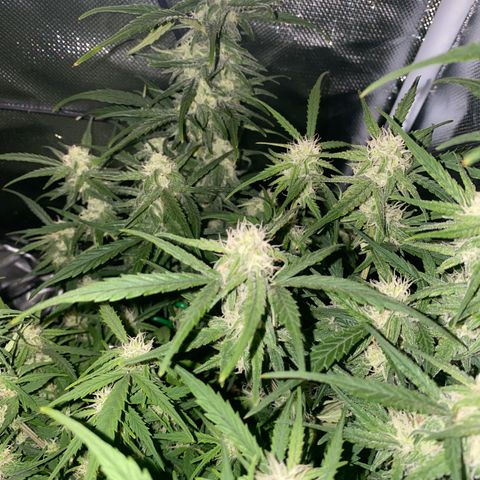 French Macaron growlog timeline photo