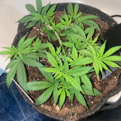 Chimera Cut growlog timeline photo