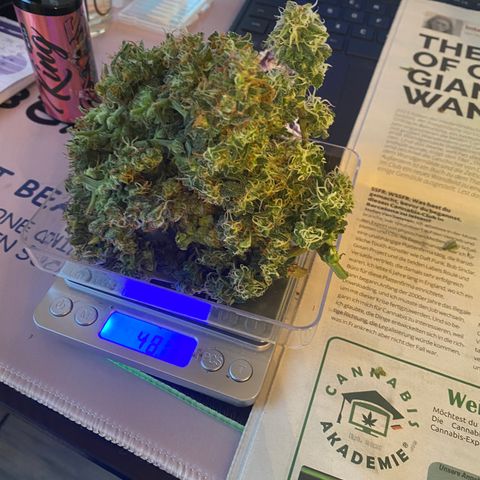 Red Mimosa XL Auto growlog timeline photo