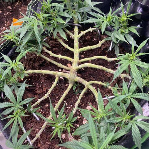 Jealousy Z XL growlog timeline photo