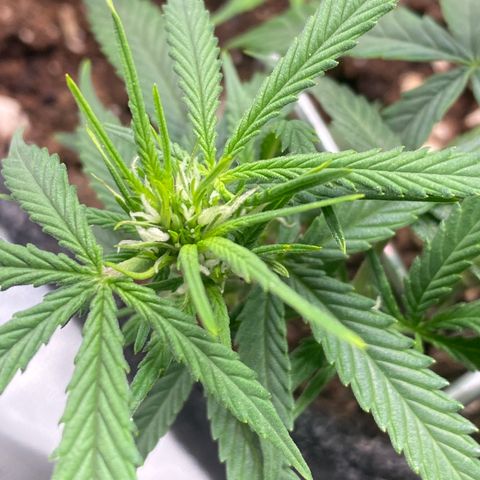 Jealousy Z XL growlog timeline photo